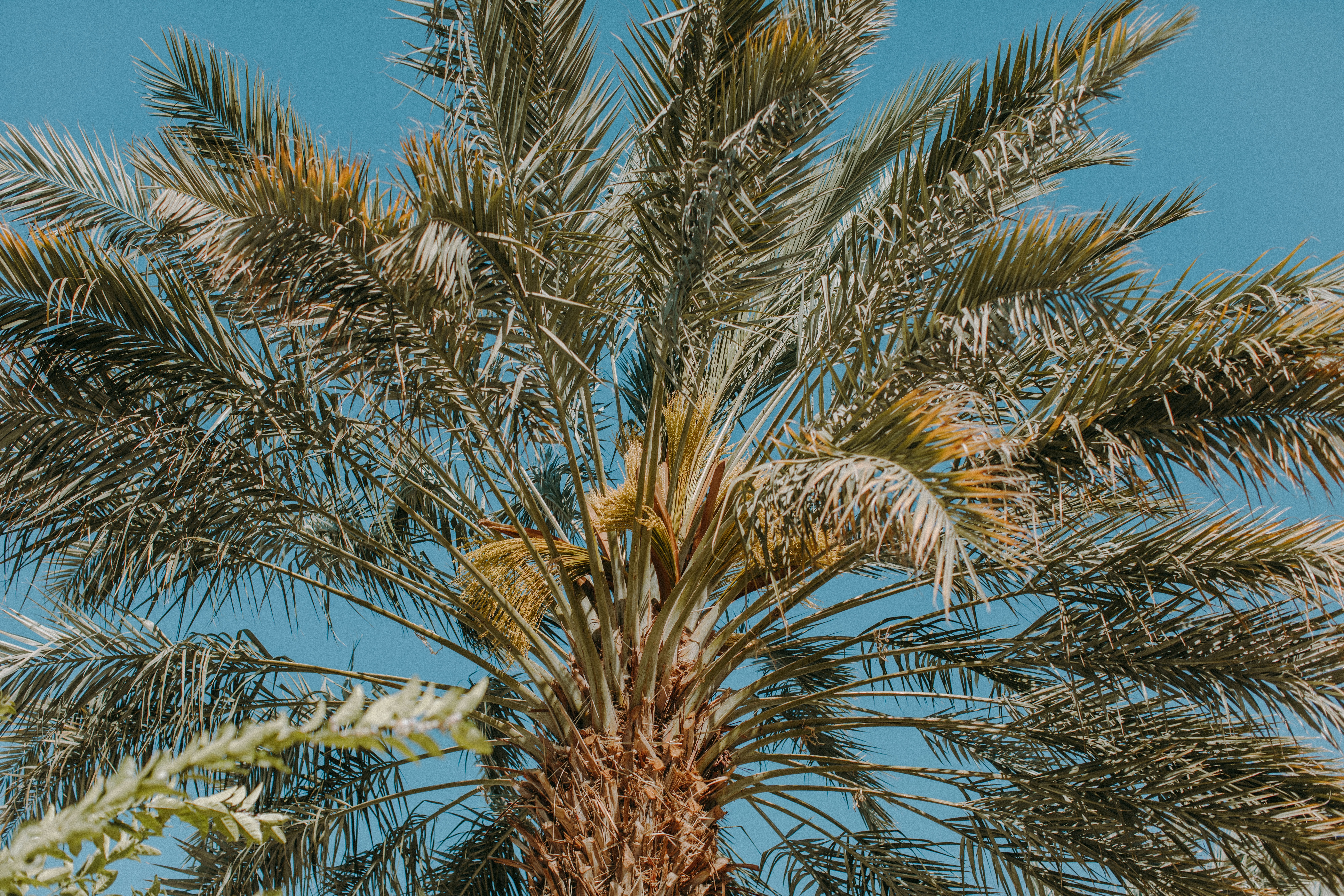 Palme